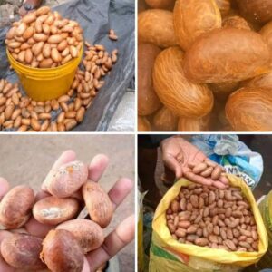 Bitter Kola Exporter for Large Quantity Orders